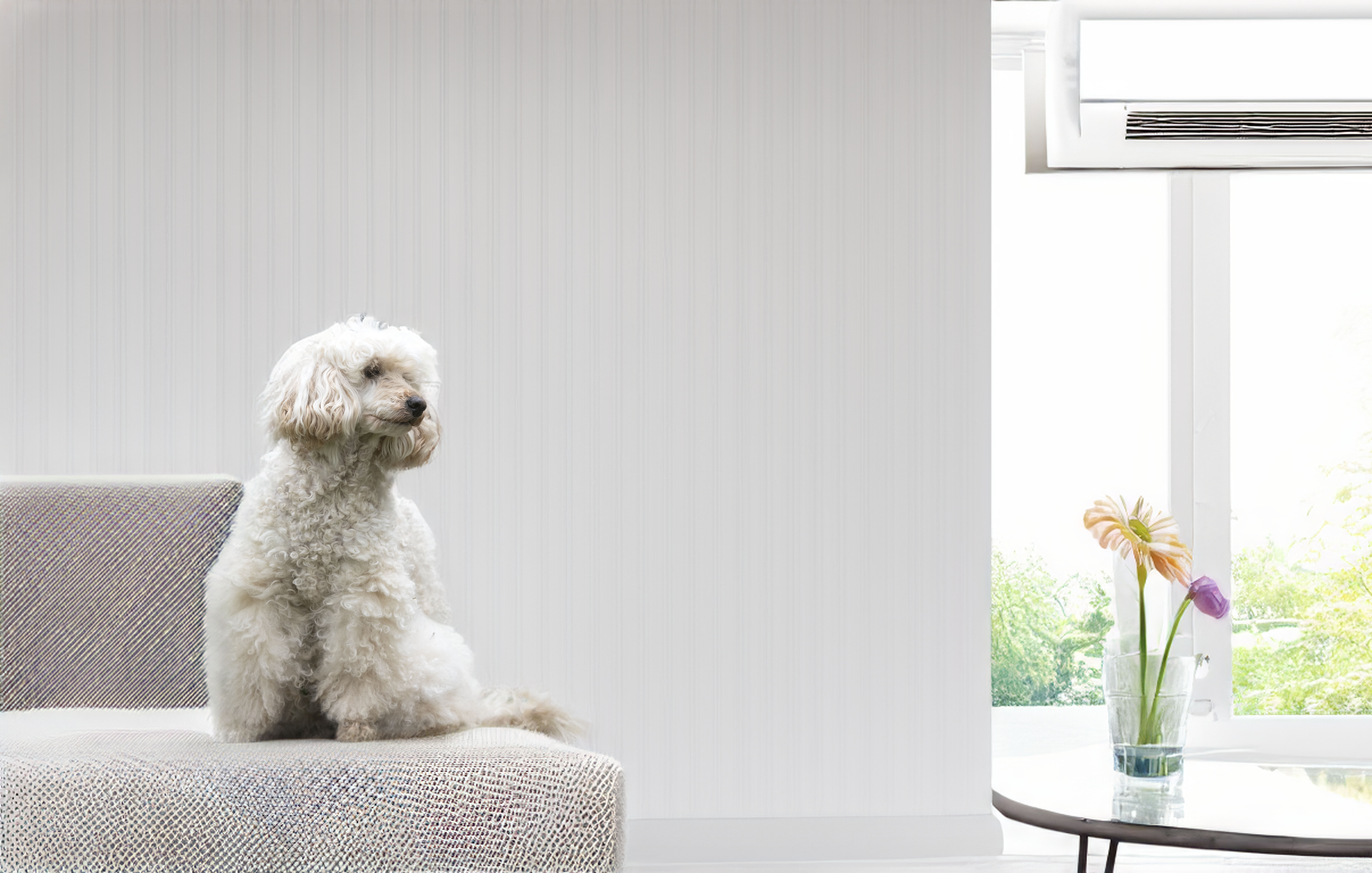 /media/2twibv1u/adorable-poodle-sitting-peacefully-in-bright-indoo-2026-03-17-00-36-45-utc.jpg
