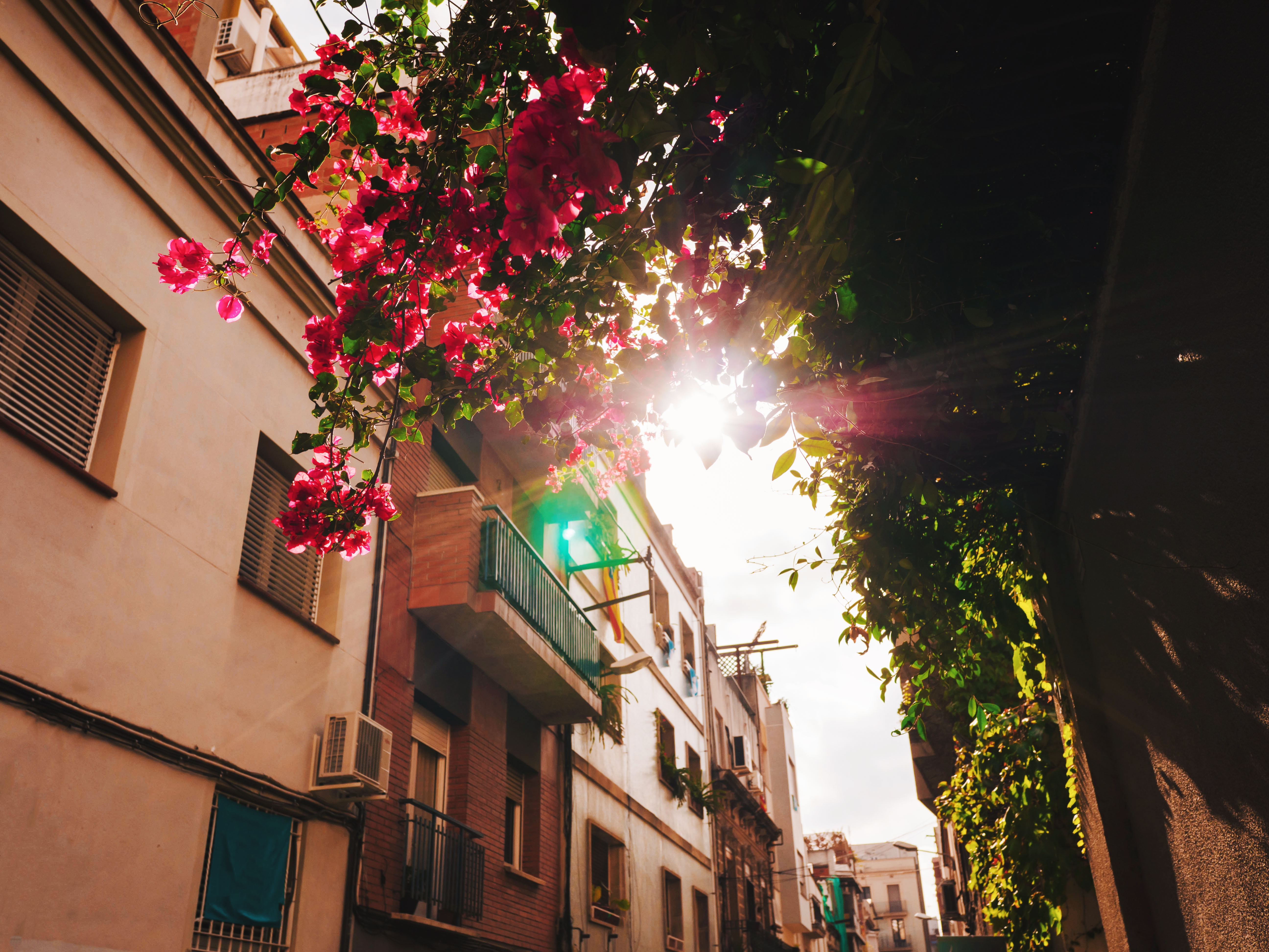 /media/5prdfenp/pink-blossoms-and-sunlight-in-cityscape-setting-2026-03-19-22-49-21-utc.jpg