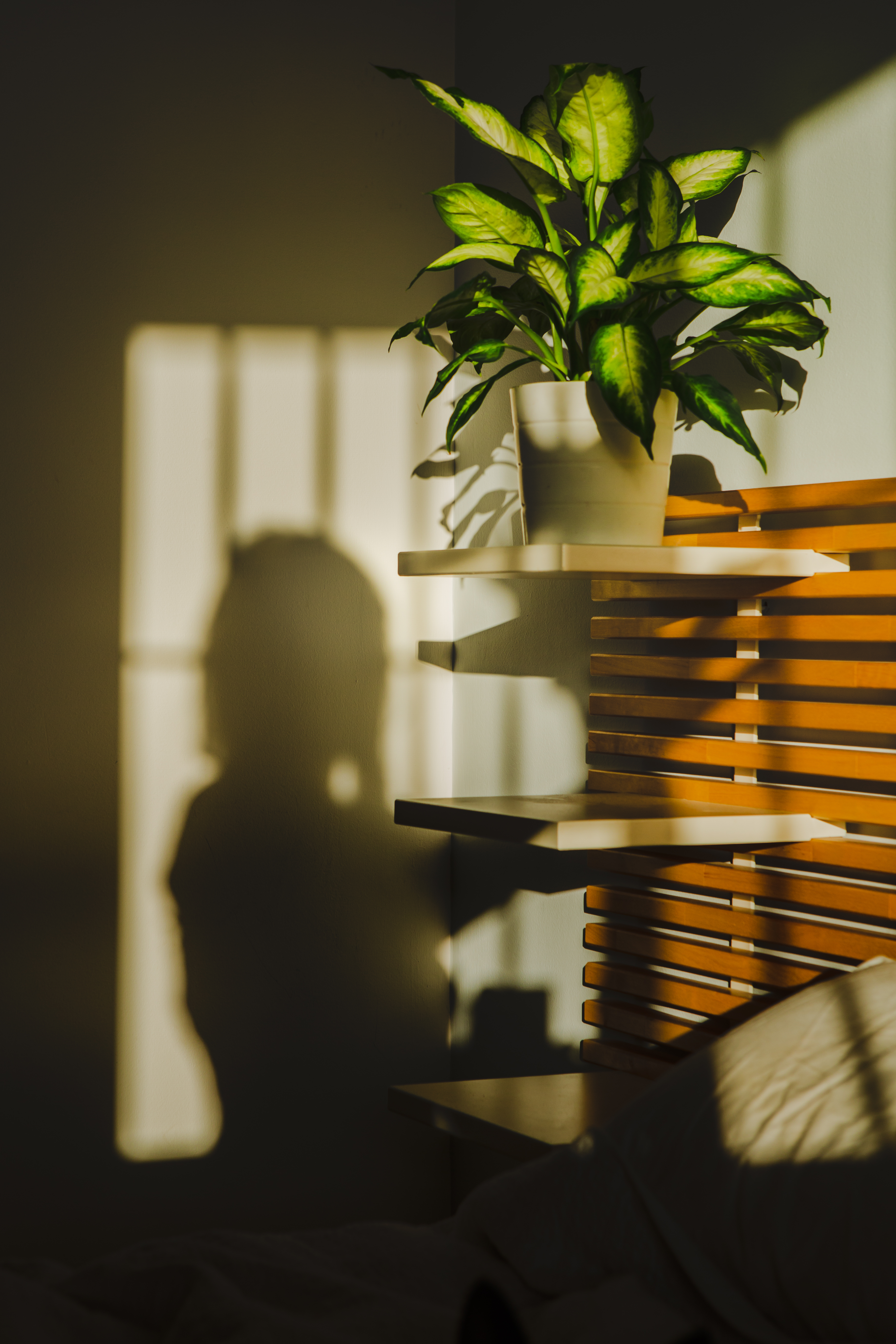 /media/bpldzpaf/mysterious-woman-shadow-on-a-wall-near-a-plant-2026-03-25-05-35-16-utc.jpg