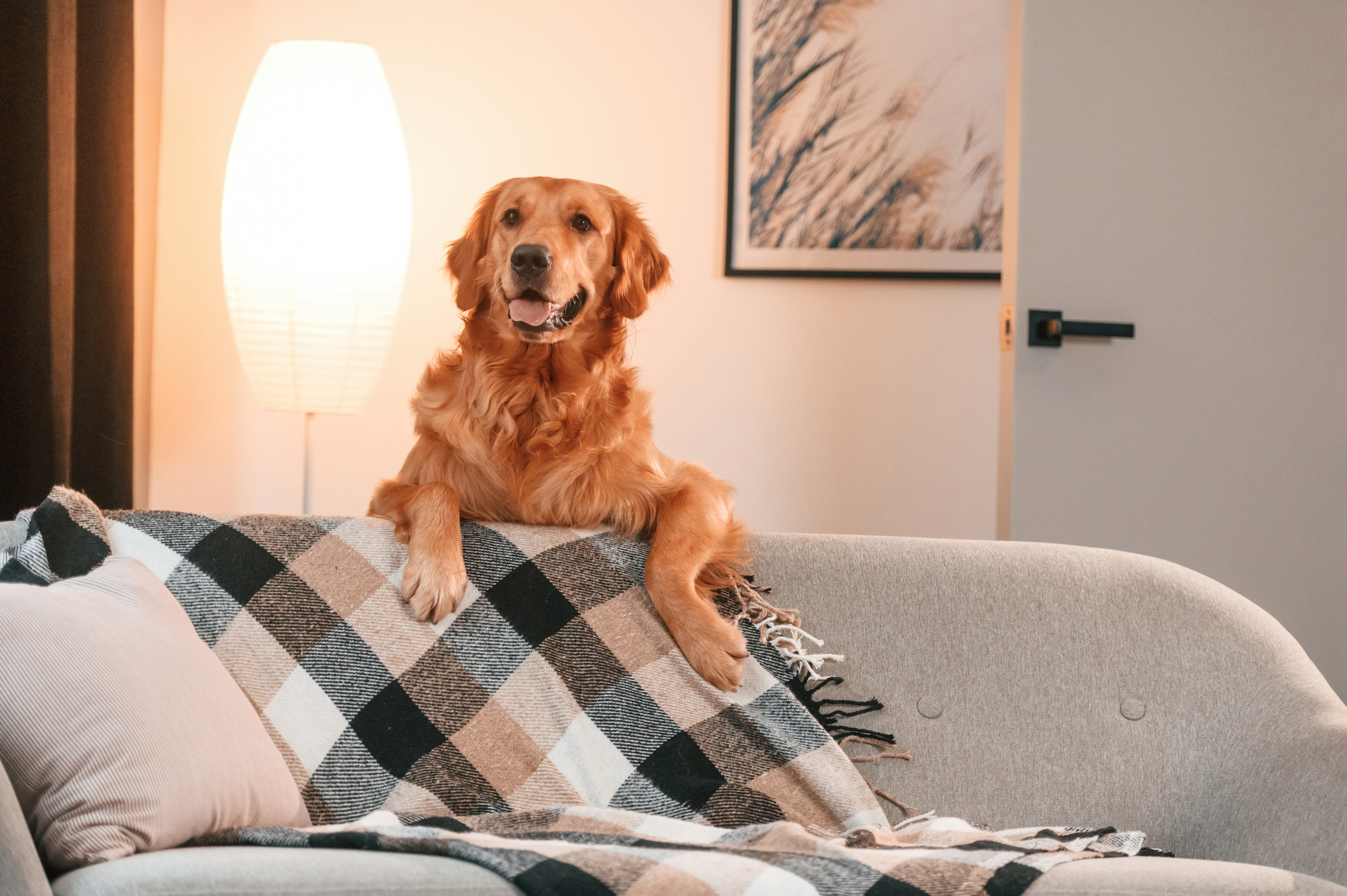 /media/xbfdcbea/relaxed-golden-retriever-lounging-on-couch-indoors-2026-03-24-04-36-00-utc.jpg