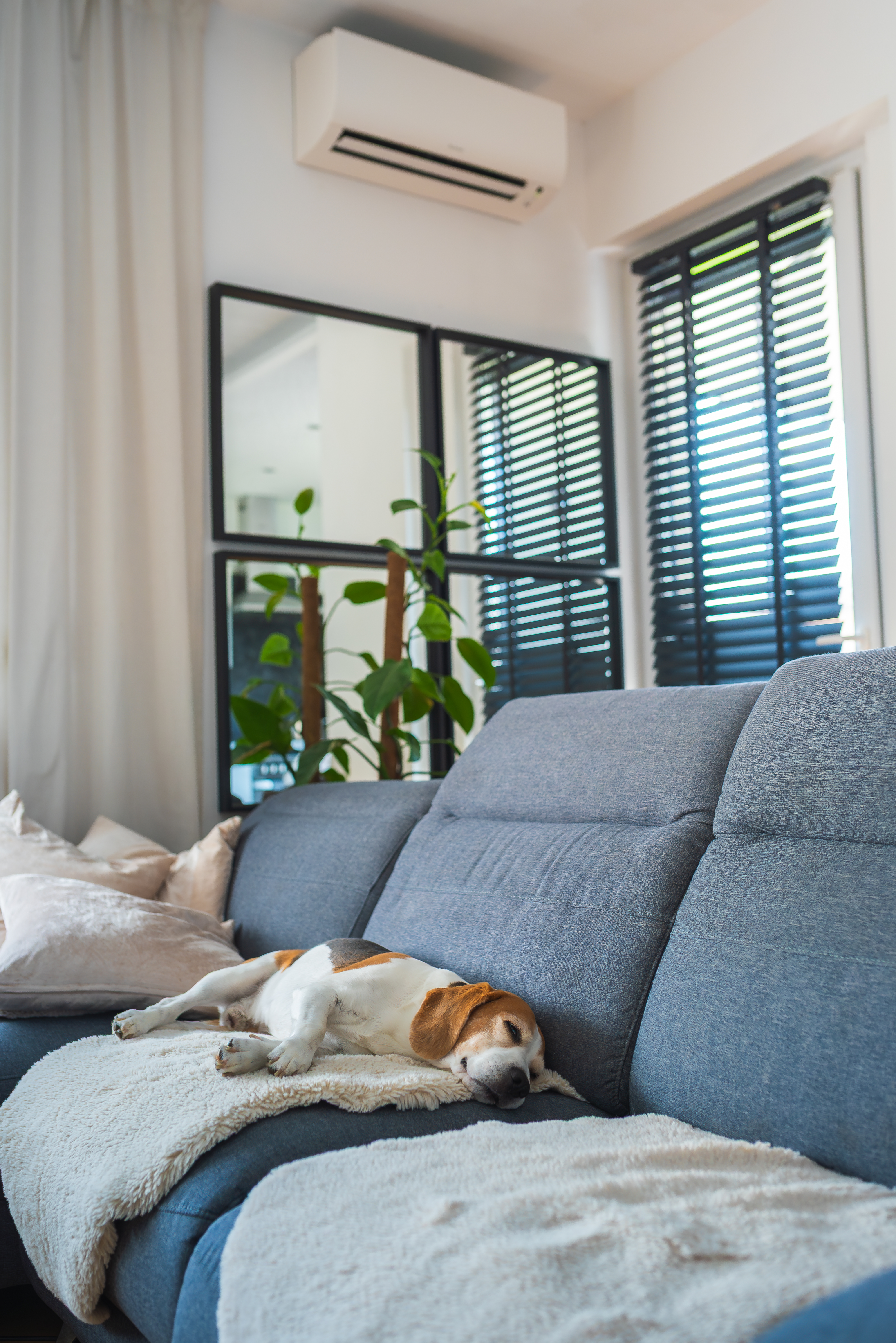 /media/xgfbpgbt/beagle-dog-relaxing-on-comfortable-gray-sofa-2026-01-09-10-19-38-utc.jpg
